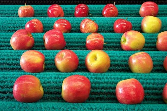Ruloir de pellicule de pommes de terre balayeur de pinceau OEM pour bande transporteuse