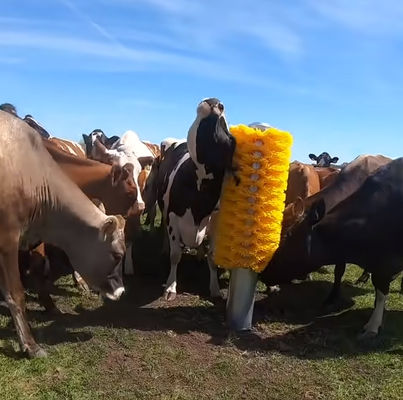 OEM Cattle Cow Scratching Brush Body Back Scratcher avec support